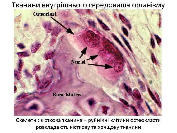 Остеокласты и остеобласты картинки