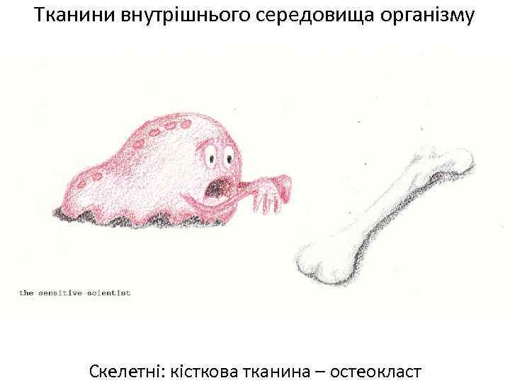 Тканини внутрішнього середовища організму Скелетні: кісткова тканина – остеокласт 