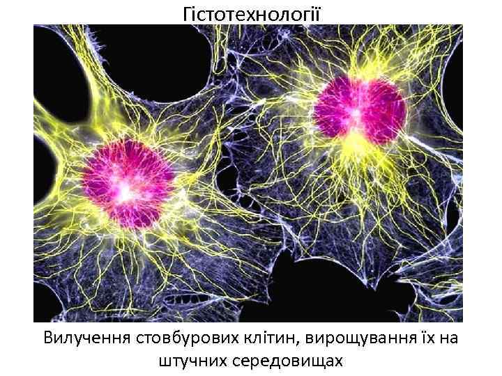 Гістотехнології Вилучення стовбурових клітин, вирощування їх на штучних середовищах 