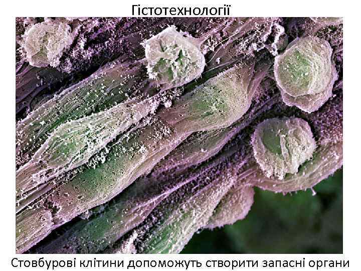 Гістотехнології Стовбурові клітини допоможуть створити запасні органи 