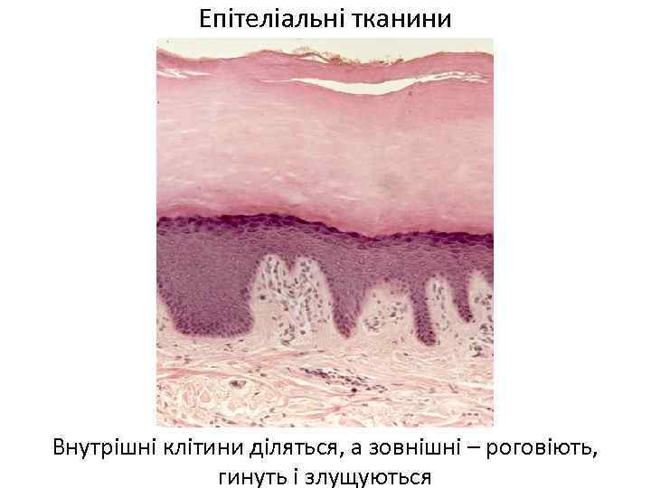 Епітеліальні тканини Внутрішні клітини діляться, а зовнішні – роговіють, гинуть і злущуються 