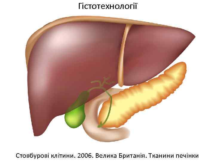 Гістотехнології Стовбурові клітини. 2006. Велика Британія. Тканини печінки 
