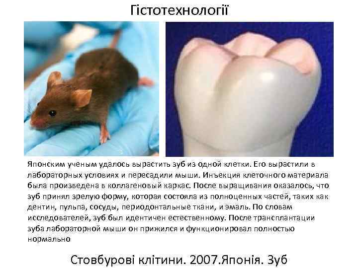 Гістотехнології Японским ученым удалось вырастить зуб из одной клетки. Его вырастили в лабораторных условиях