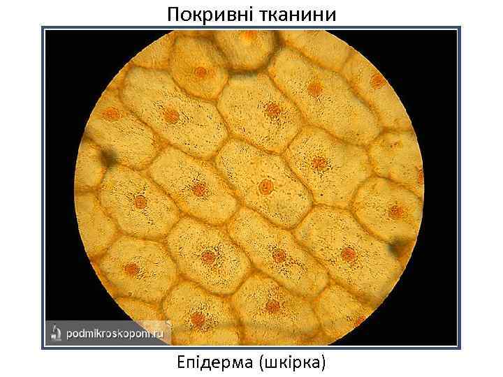 Покривні тканини Епідерма (шкірка) 