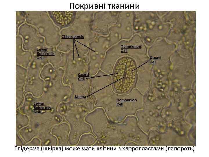 Покривні тканини Епідерма (шкірка) може мати клітини з хлоропластами (папороть) 
