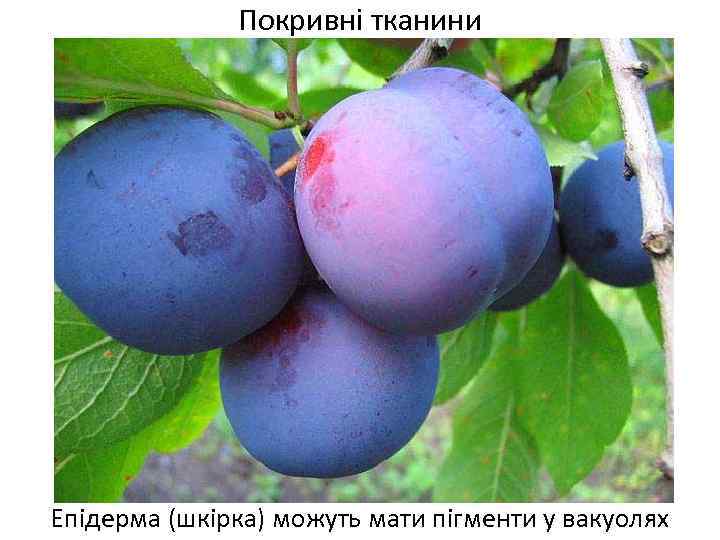 Покривні тканини Епідерма (шкірка) можуть мати пігменти у вакуолях 