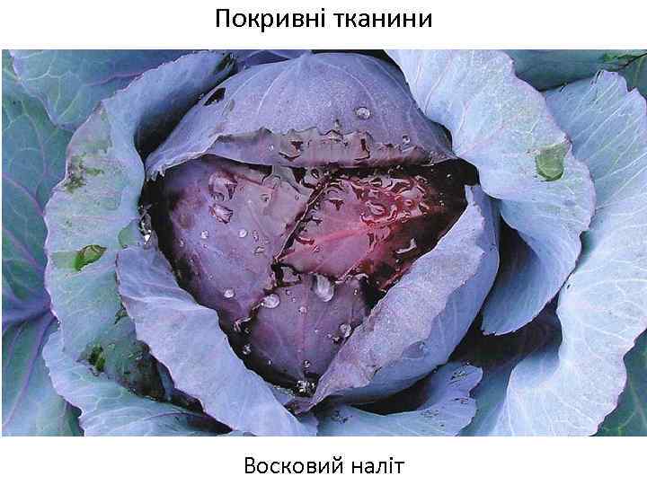 Покривні тканини Восковий наліт 