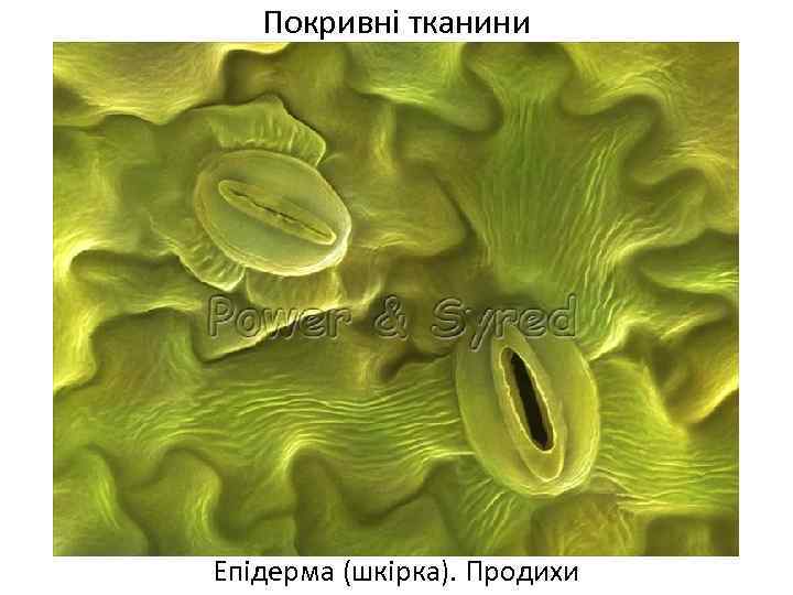Покривні тканини Епідерма (шкірка). Продихи 