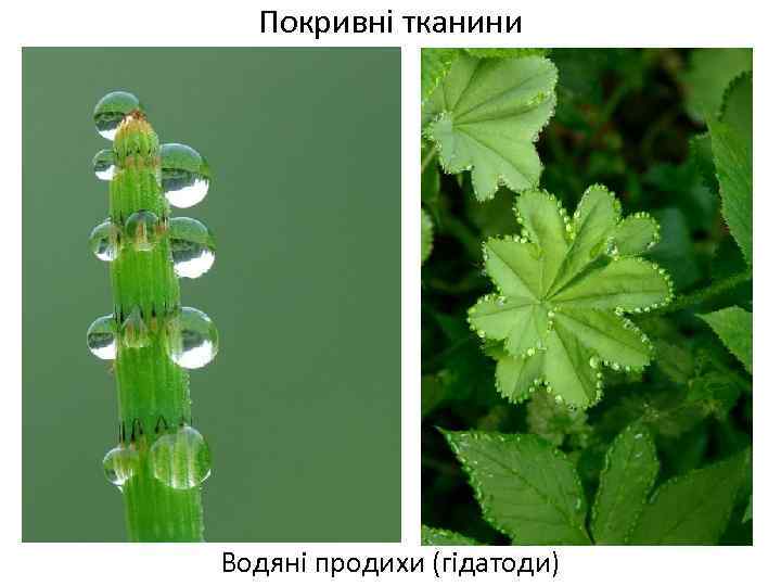 Покривні тканини Водяні продихи (гідатоди) 