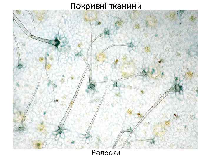 Покривні тканини Волоски 