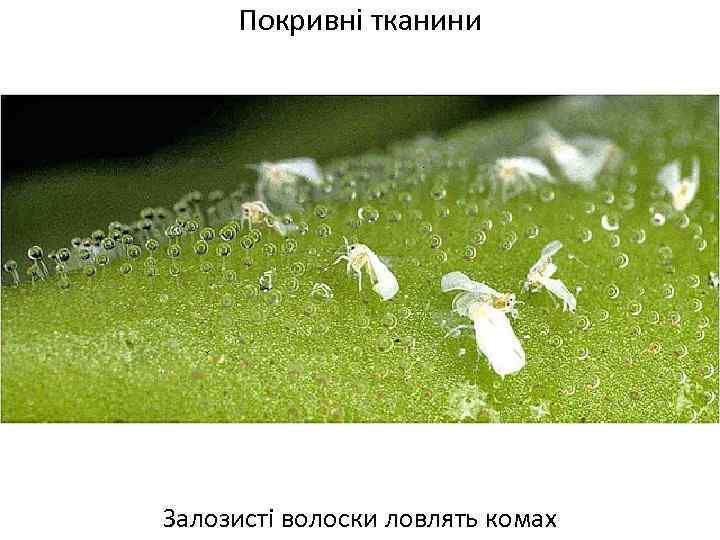 Покривні тканини Залозисті волоски ловлять комах 