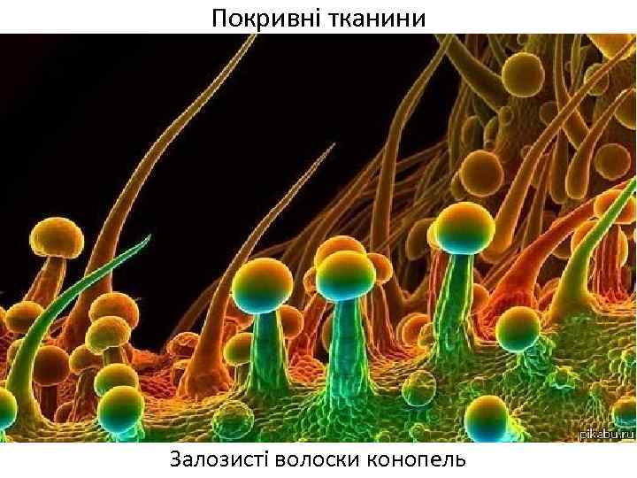 Покривні тканини Залозисті волоски конопель 