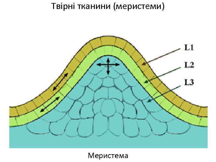 Твірні тканини (меристеми) Меристема 