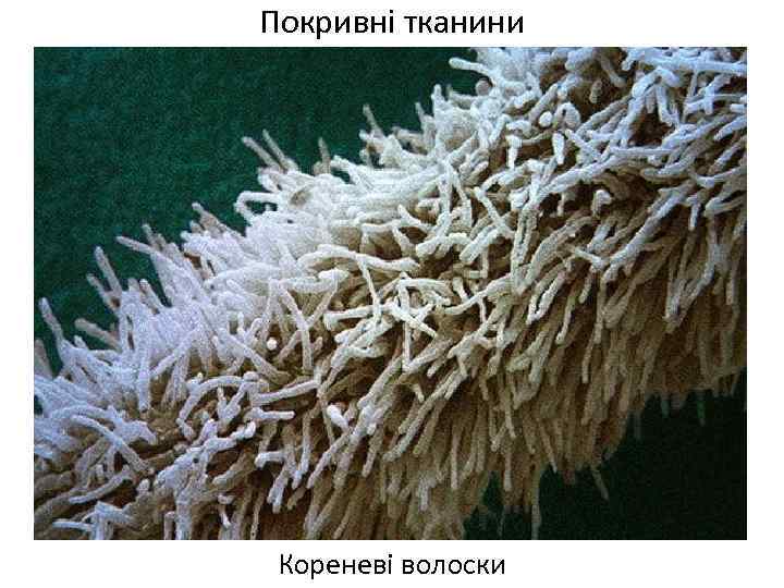 Покривні тканини Кореневі волоски 