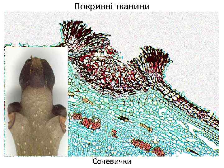 Покривні тканини Сочевички 