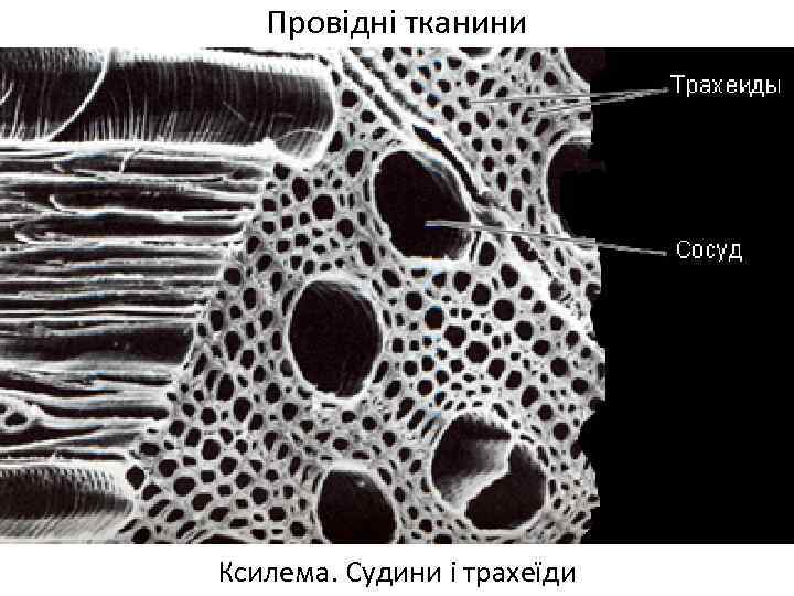 Провідні тканини Ксилема. Судини і трахеїди 