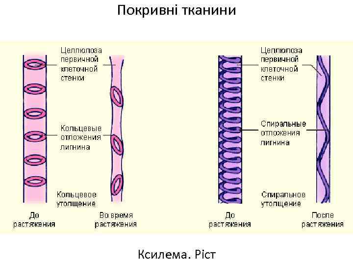 Покривні тканини Ксилема. Ріст 