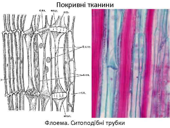 Покривні тканини Флоема. Ситоподібні трубки 