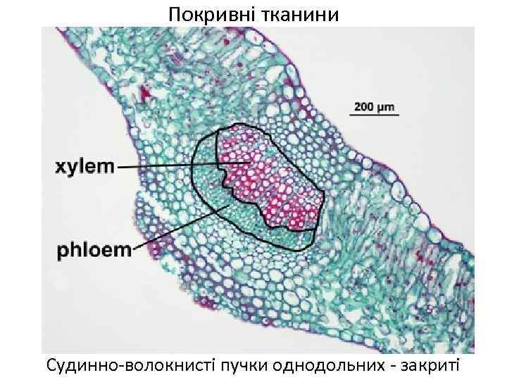 Покривні тканини Судинно-волокнисті пучки однодольних - закриті 