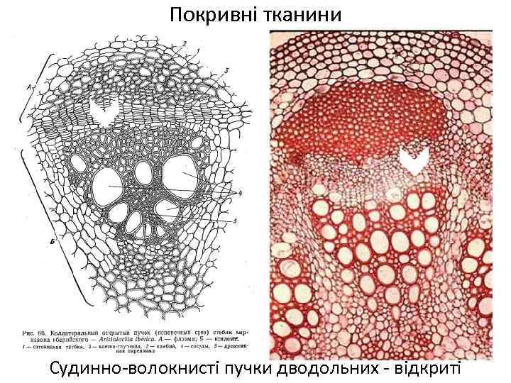 Покривні тканини Судинно-волокнисті пучки дводольних - відкриті 