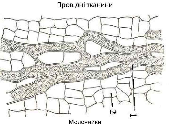 Провідні тканини Молочники 