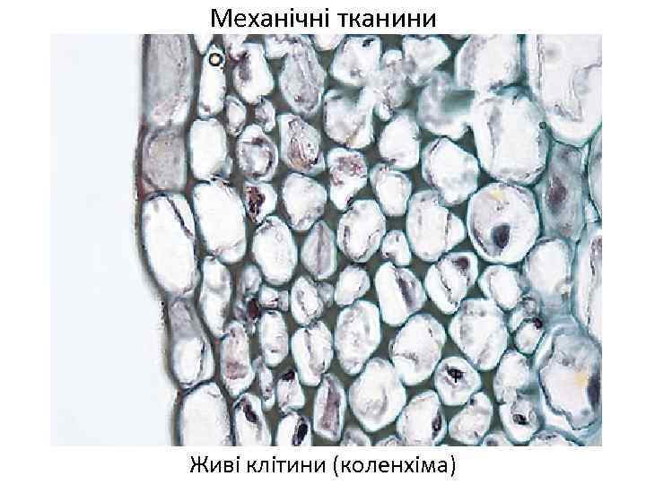 Механічні тканини Живі клітини (коленхіма) 