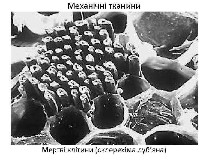 Механічні тканини Мертві клітини (склерехіма луб’яна) 