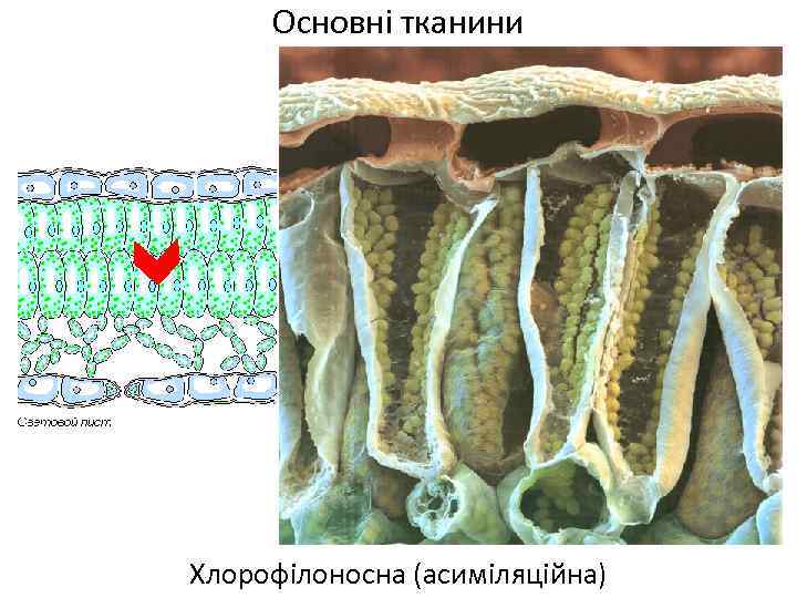 Основні тканини Хлорофілоносна (асиміляційна) 