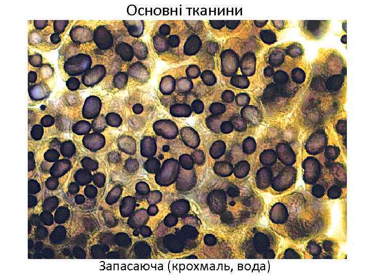 Основні тканини Запасаюча (крохмаль, вода) 