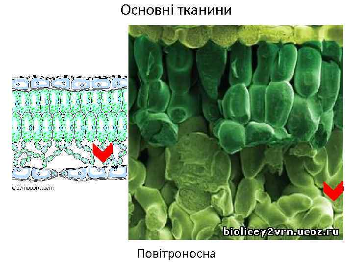 Основні тканини Повітроносна 