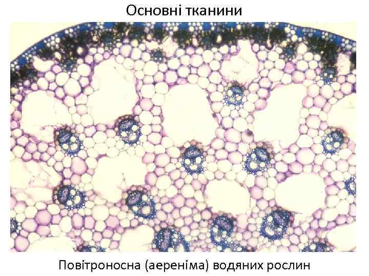 Основні тканини Повітроносна (аереніма) водяних рослин 