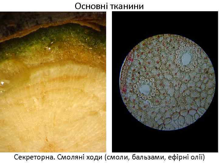 Основні тканини Секреторна. Смоляні ходи (смоли, бальзами, ефірні олії) 