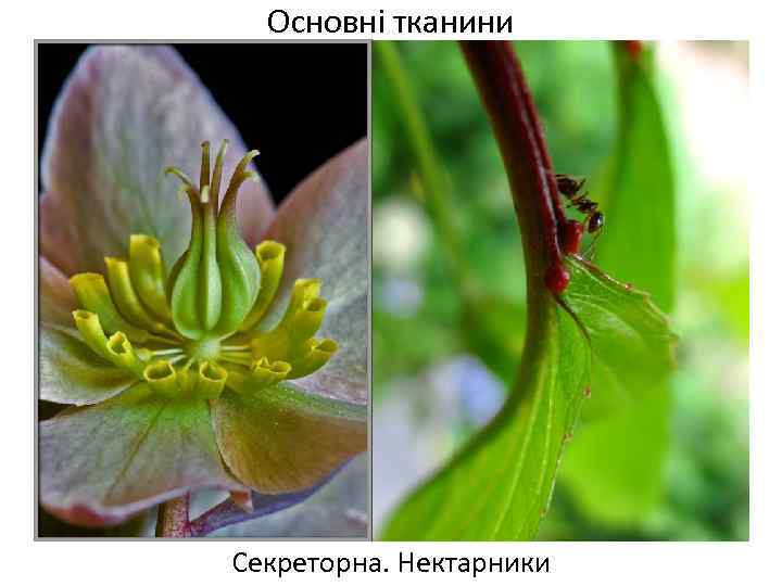 Основні тканини Секреторна. Нектарники 