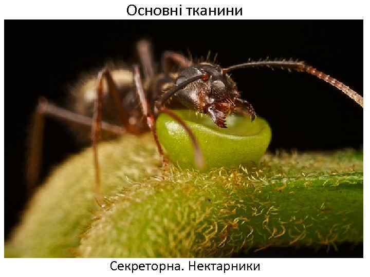 Основні тканини Секреторна. Нектарники 