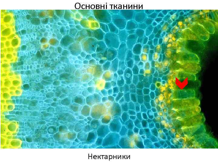 Основні тканини Нектарники 