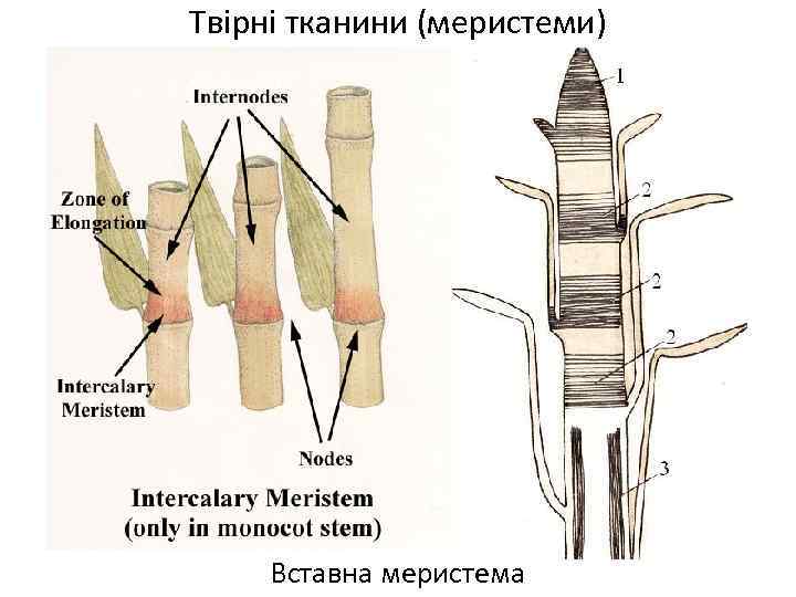 Твірні тканини (меристеми) Вставна меристема 