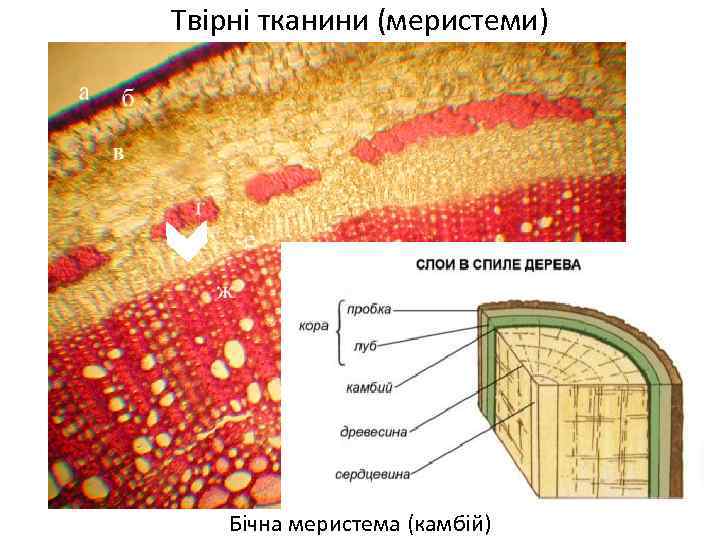 Твірні тканини (меристеми) Бічна меристема (камбій) 
