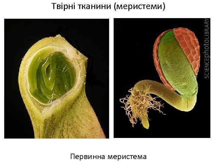 Твірні тканини (меристеми) Первинна меристема 