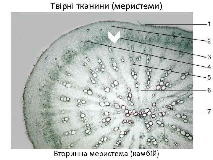 Твірні тканини (меристеми) Вторинна меристема (камбій) 