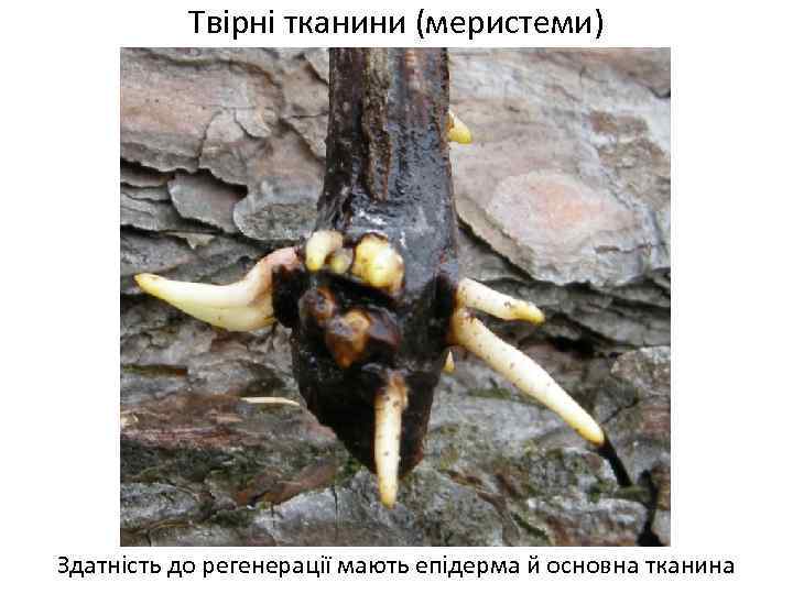 Твірні тканини (меристеми) Здатність до регенерації мають епідерма й основна тканина 