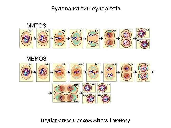 Будова клітин еукаріотів Поділяються шляхом мітозу і мейозу 