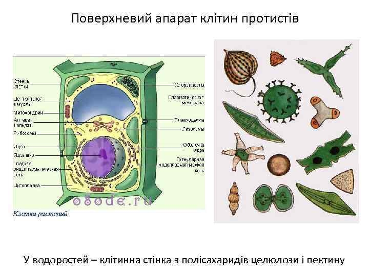 Поверхневий апарат клітин протистів У водоростей – клітинна стінка з полісахаридів целюлози і пектину