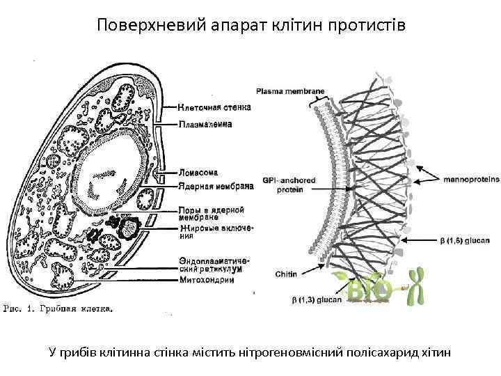 Поверхневий апарат клітин протистів У грибів клітинна стінка містить нітрогеновмісний полісахарид хітин 