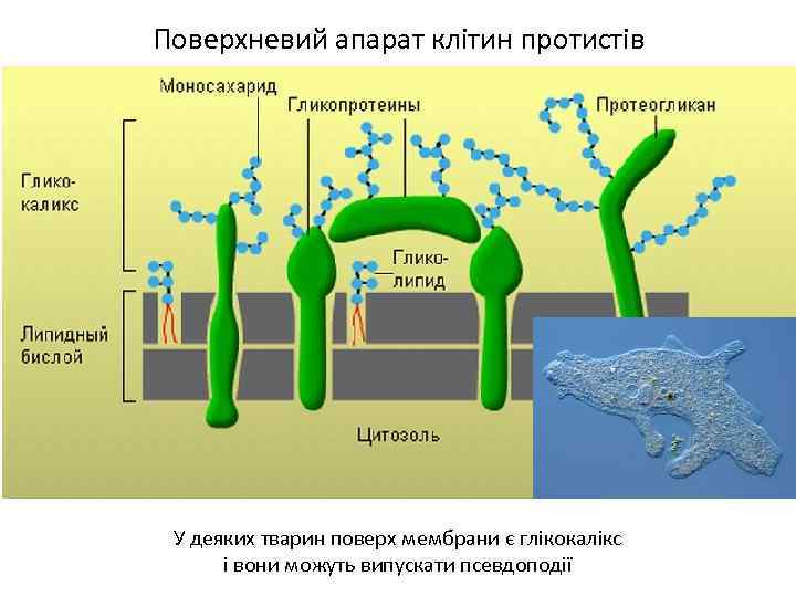 Поверхневий апарат клітин протистів У деяких тварин поверх мембрани є глікокалікс і вони можуть