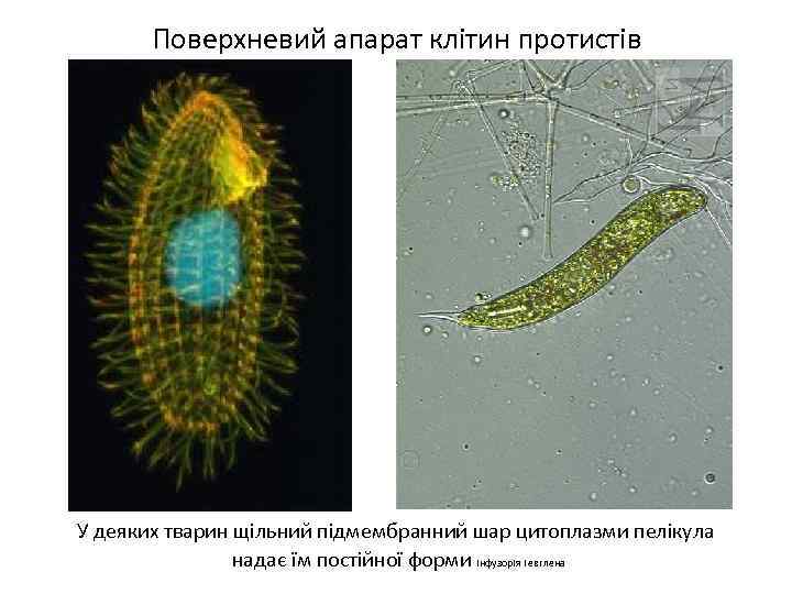 Поверхневий апарат клітин протистів У деяких тварин щільний підмембранний шар цитоплазми пелікула надає їм