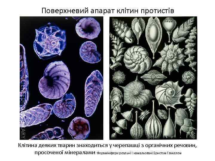 Поверхневий апарат клітин протистів Клітина деяких тварин знаходиться у черепашці з органічних речовин, просоченої