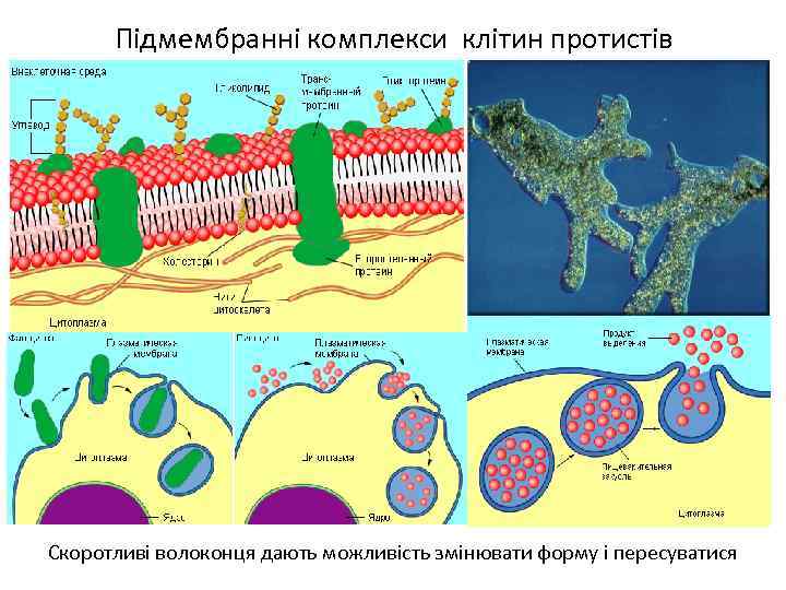 Підмембранні комплекси клітин протистів Скоротливі волоконця дають можливість змінювати форму і пересуватися 