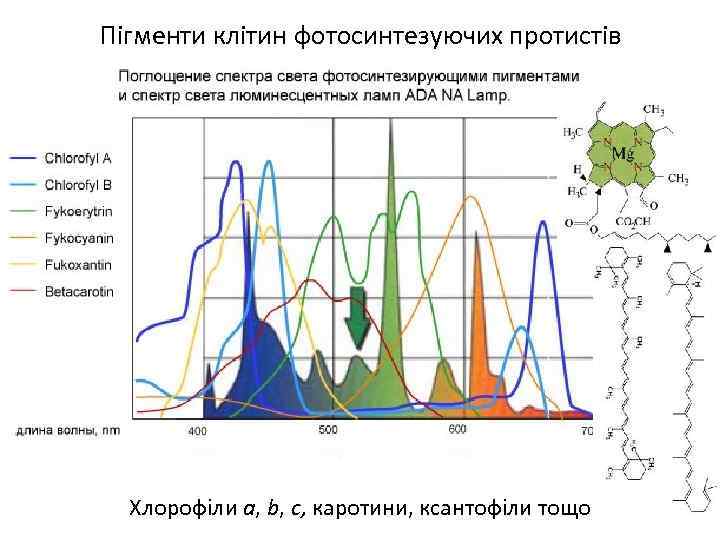 Поглощает световую энергию