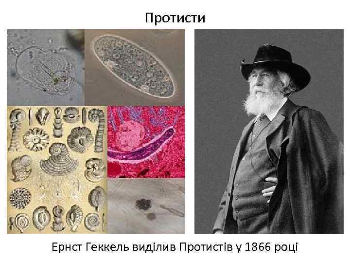 Протисти Ернст Геккель виділив Протистів у 1866 році 