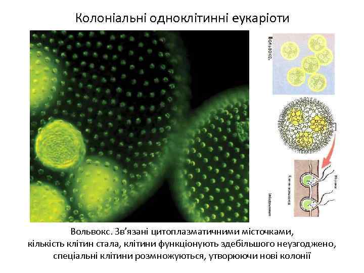 Колоніальні одноклітинні еукаріоти Вольвокс. Зв’язані цитоплазматичними місточками, кількість клітин стала, клітини функціонують здебільшого неузгоджено,